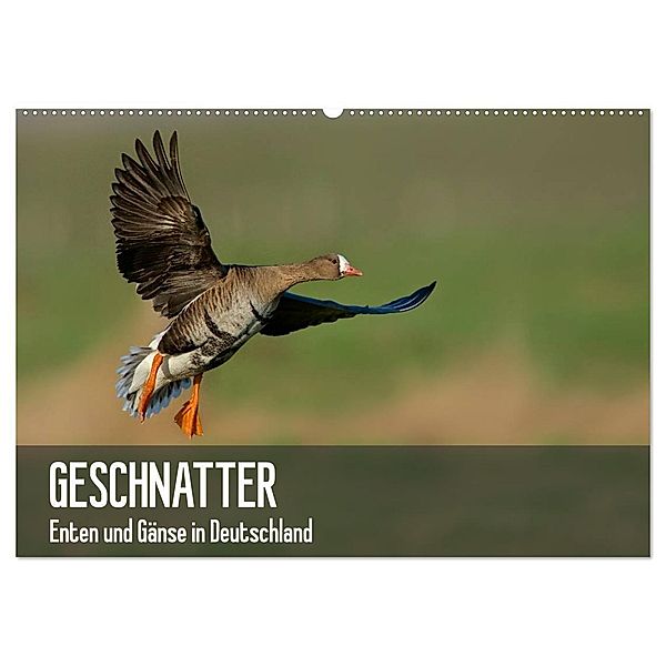 Geschnatter - Enten und Gänse in Deutschland (Wandkalender 2024 DIN A2 quer), CALVENDO Monatskalender, Alexander Krebs