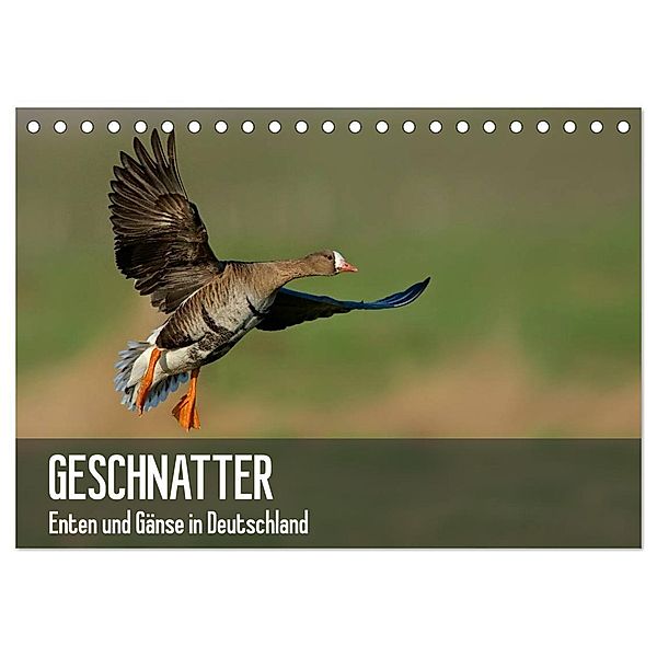 Geschnatter - Enten und Gänse in Deutschland (Tischkalender 2024 DIN A5 quer), CALVENDO Monatskalender, Alexander Krebs