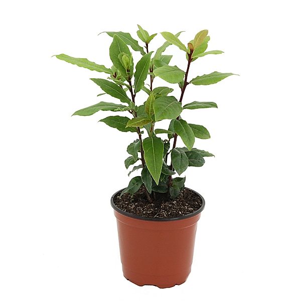 Gewürzlorbeer, 1 Pflanze