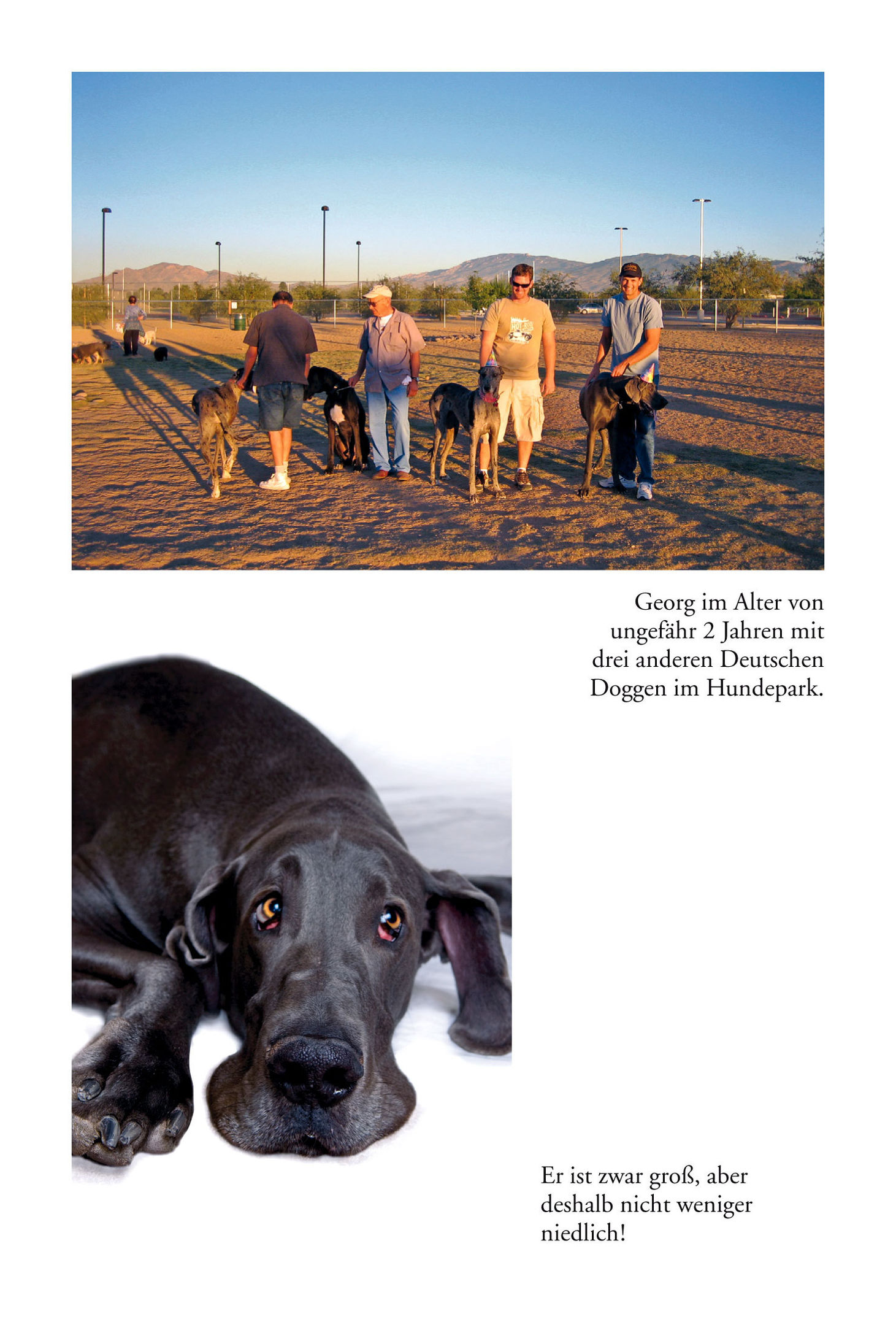 Giant George. Unser Leben mit dem größten Hund der Welt - Weltbild-Ausgabe
