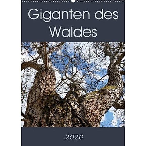 Giganten des Waldes (Wandkalender 2020 DIN A2 hoch)