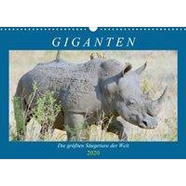 Giganten. Die größten Säugetiere der Welt (Wandkalender 2020 DIN A3 quer), Rose Hurley