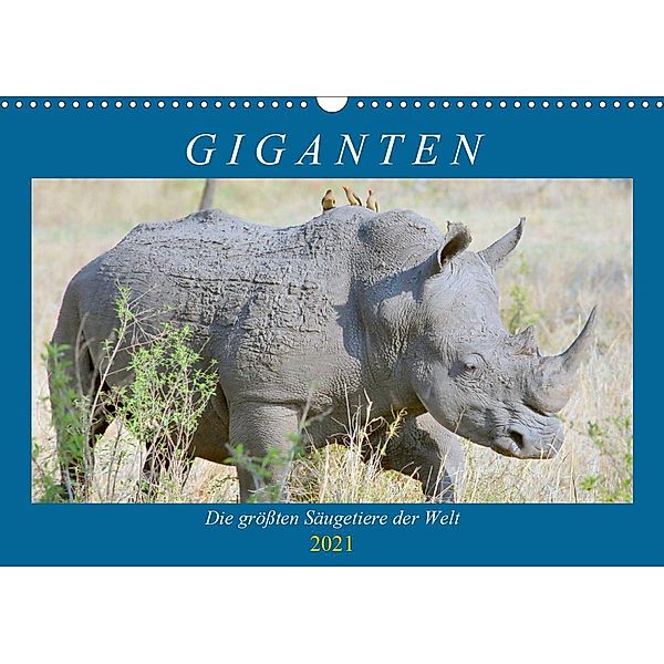 Giganten. Die größten Säugetiere der Welt (Wandkalender 2021 DIN A3 quer), Rose Hurley
