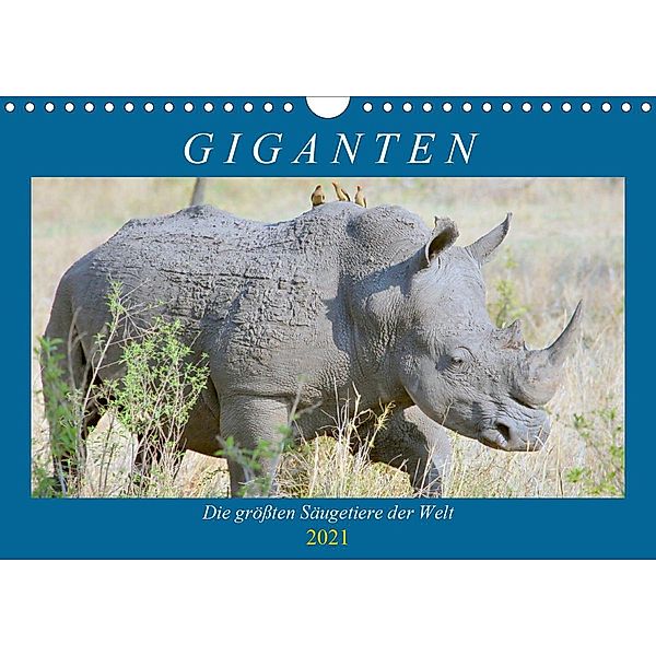 Giganten. Die größten Säugetiere der Welt (Wandkalender 2021 DIN A4 quer), Rose Hurley