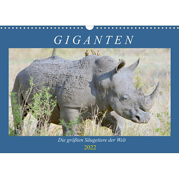 Giganten. Die größten Säugetiere der Welt (Wandkalender 2022 DIN A3 quer), Rose Hurley