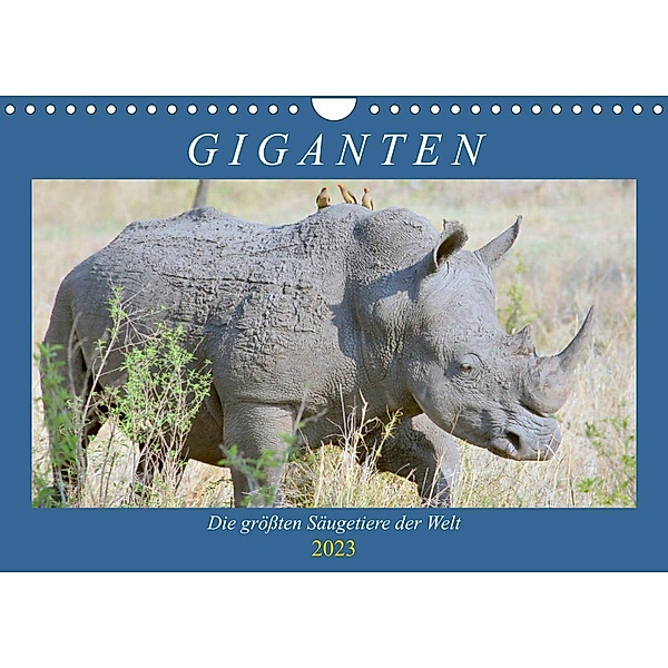 Giganten. Die grössten Säugetiere der Welt (Wandkalender 2023 DIN A4 quer), Rose Hurley
