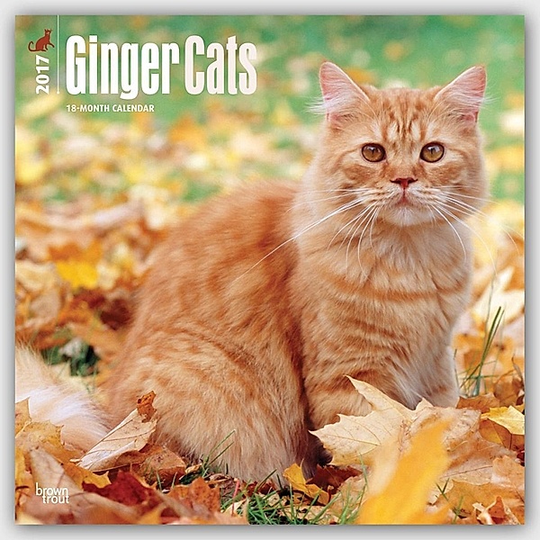 Ginger Cats 2017
