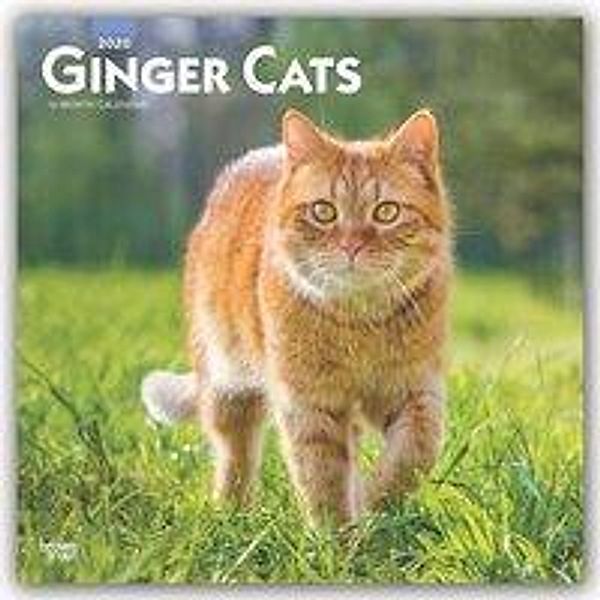 Ginger Cats - Rothaarige Katzen 2020 - 16-Monatskalender, BrownTrout Publisher