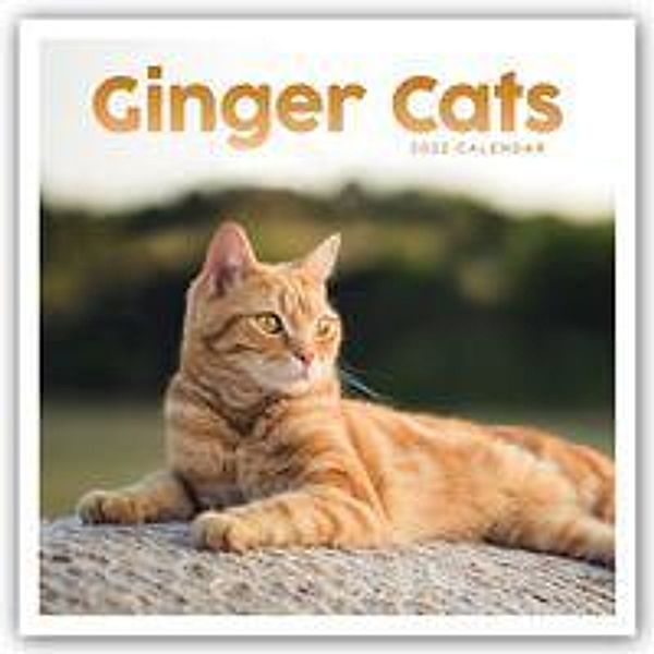 Ginger Cats - Rothaarige Katzen 2022, Carousel Calendar