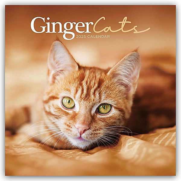 Ginger Cats - Rothaarige Katzen 2025 - Wand-Kalender, Carousel Calendar
