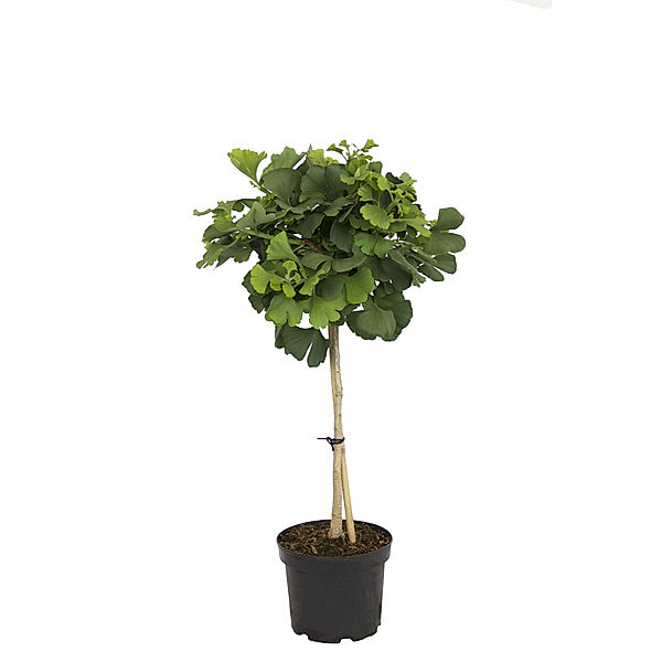 Ginkgo-Stämmchen Mariken®, 1 Pflanze mit 40 cm Stammhöhe, im 3 Liter Topf