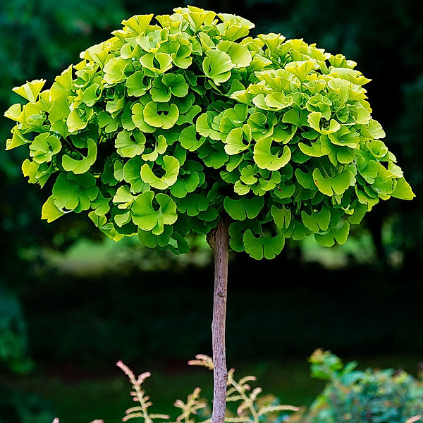 Ginkgo-Stamm, 80-100 cm