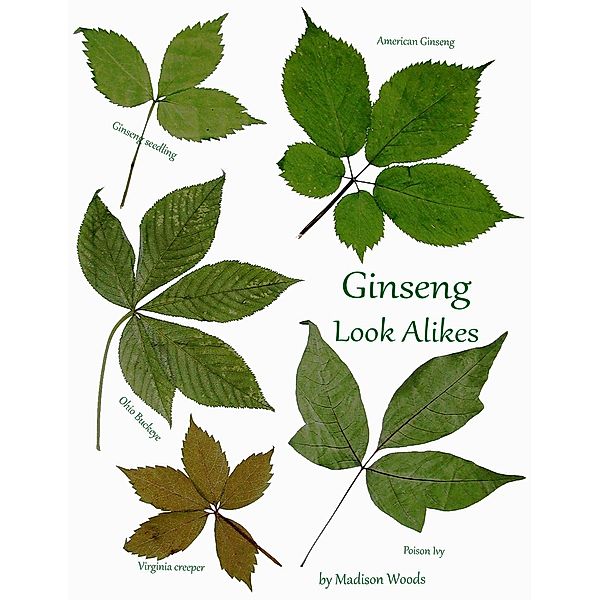 Ginseng Look-Alikes, Madison Woods