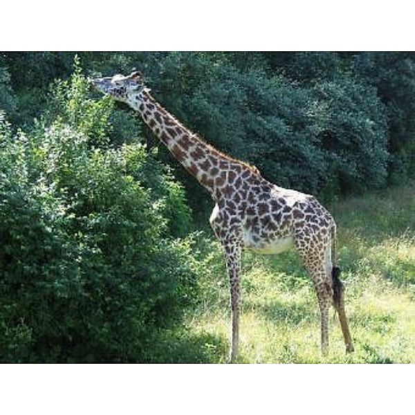 Giraffe - 500 Teile (Puzzle)