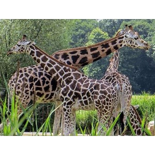 Giraffen - 100 Teile (Puzzle)