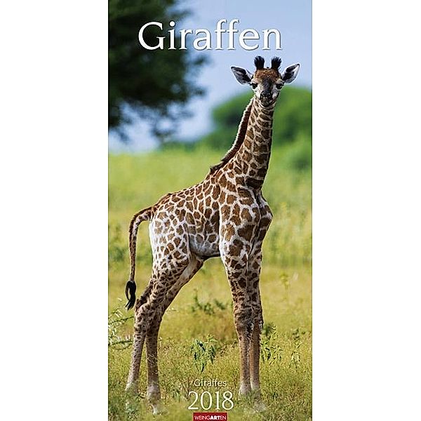 Giraffen 2018