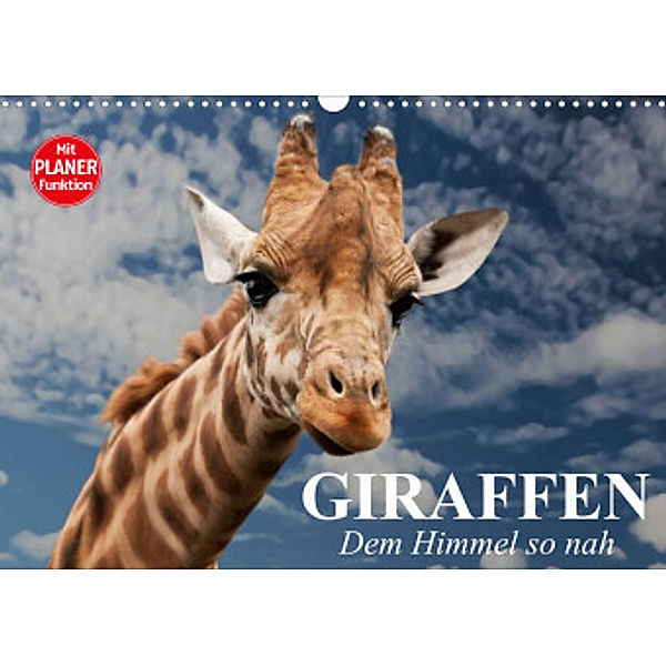 Giraffen. Dem Himmel so nah (Wandkalender 2022 DIN A3 quer), Elisabeth Stanzer