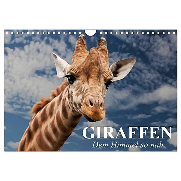 Giraffen. Dem Himmel so nah (Wandkalender 2024 DIN A4 quer), CALVENDO Monatskalender, Elisabeth Stanzer