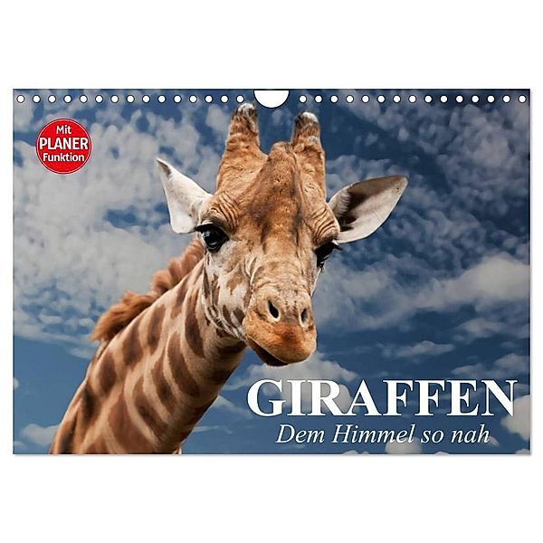 Giraffen. Dem Himmel so nah (Wandkalender 2024 DIN A4 quer), CALVENDO Monatskalender, Elisabeth Stanzer