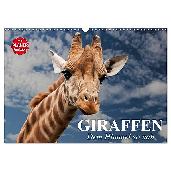 Giraffen. Dem Himmel so nah (Wandkalender 2025 DIN A3 quer), CALVENDO Monatskalender, Calvendo, Elisabeth Stanzer