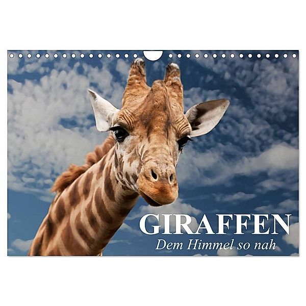 Giraffen. Dem Himmel so nah (Wandkalender 2025 DIN A4 quer), CALVENDO Monatskalender, Calvendo, Elisabeth Stanzer