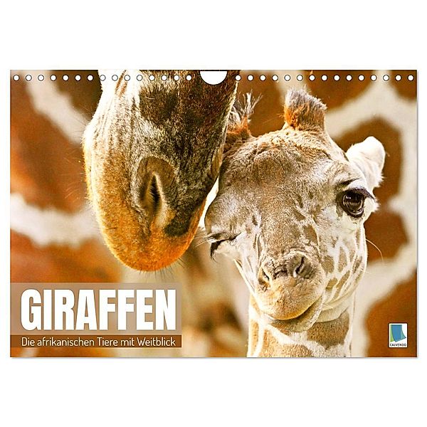 Giraffen: die afrikanischen Tiere mit Weitblick (Wandkalender 2024 DIN A4 quer), CALVENDO Monatskalender, Calvendo