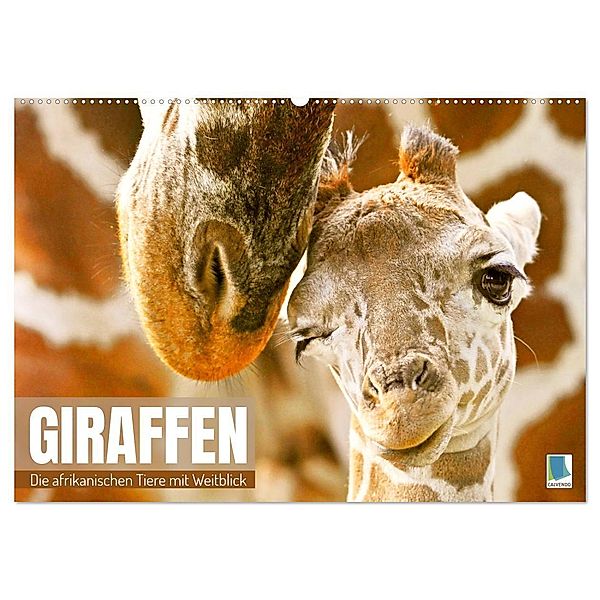 Giraffen: die afrikanischen Tiere mit Weitblick (Wandkalender 2024 DIN A2 quer), CALVENDO Monatskalender, Calvendo