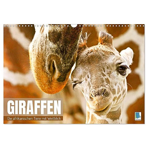 Giraffen: die afrikanischen Tiere mit Weitblick (Wandkalender 2024 DIN A3 quer), CALVENDO Monatskalender, Calvendo