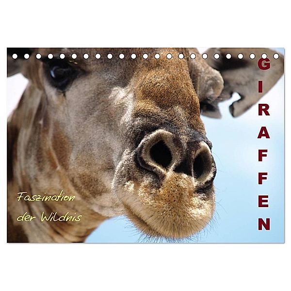 Giraffen - Faszination der Wildnis (Tischkalender 2024 DIN A5 quer), CALVENDO Monatskalender, Nadine Haase