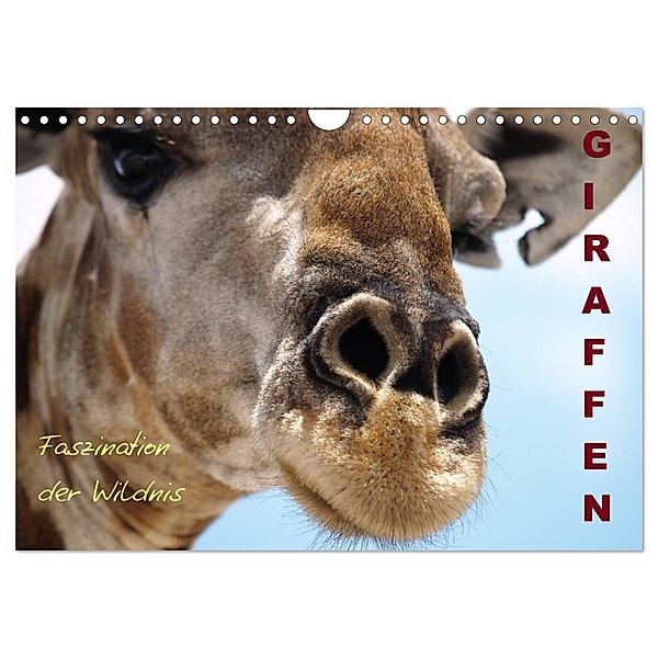Giraffen - Faszination der Wildnis (Wandkalender 2024 DIN A4 quer), CALVENDO Monatskalender, Nadine Haase