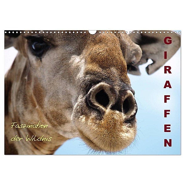 Giraffen - Faszination der Wildnis (Wandkalender 2024 DIN A3 quer), CALVENDO Monatskalender, Nadine Haase