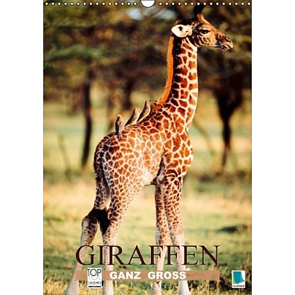 Giraffen ganz groß (Wandkalender 2015 DIN A3 hoch), Calvendo