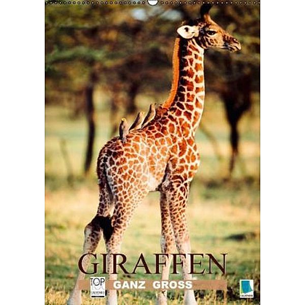 Giraffen ganz groß (Wandkalender 2016 DIN A2 hoch), Calvendo