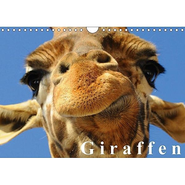 Giraffen / Geburtstagskalender (Wandkalender 2017 DIN A4 quer), Elisabeth Stanzer