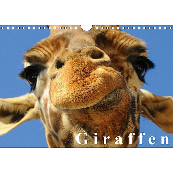 Giraffen / Geburtstagskalender (Wandkalender 2019 DIN A4 quer), Elisabeth Stanzer