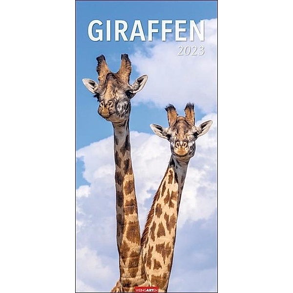 Giraffen Kalender 2023 XXL Hochformat. Die beliebten Tiere in einem länglichen Kalender porträtiert - perfekt für ihr un