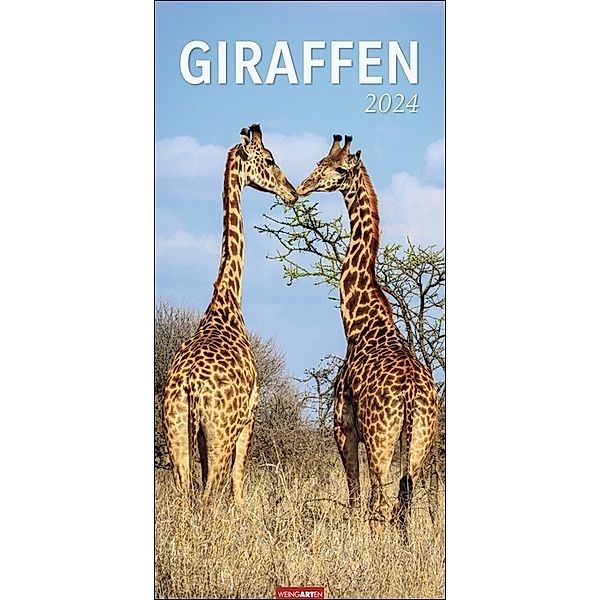 Giraffen Kalender 2024 XL Hochformat. Die beliebten Tiere in einem länglichen Kalender porträtiert. Wandkalender für Tierfreunde. Grossformat 33x68 cm