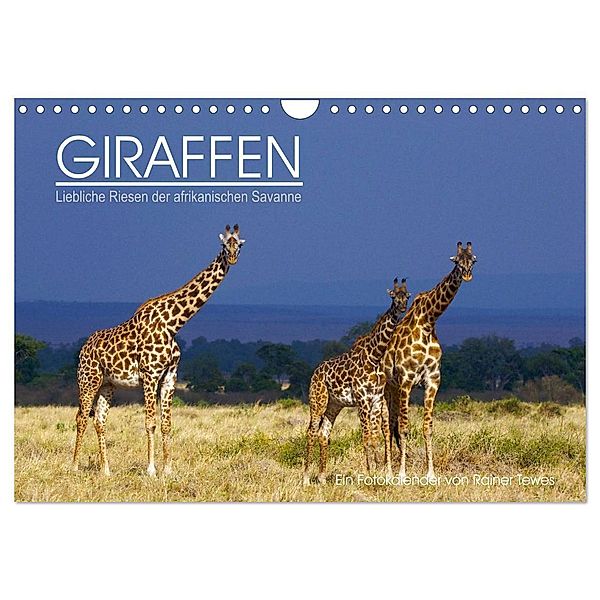 GIRAFFEN - Liebliche Riesen der afrikanischen Savanne (Wandkalender 2024 DIN A4 quer), CALVENDO Monatskalender, Rainer Tewes