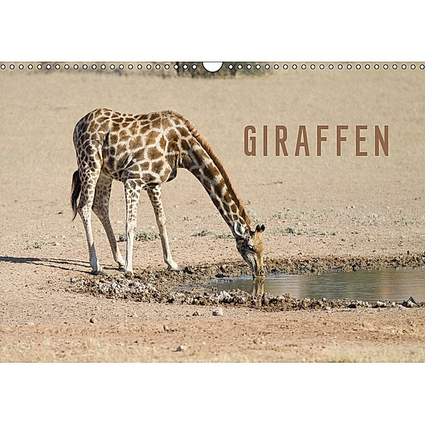 Giraffen (Wandkalender 2019 DIN A3 quer), Markus Pavlowsky