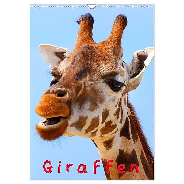 Giraffen (Wandkalender 2024 DIN A3 hoch), CALVENDO Monatskalender, Elisabeth Stanzer