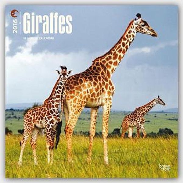 Giraffes 2016