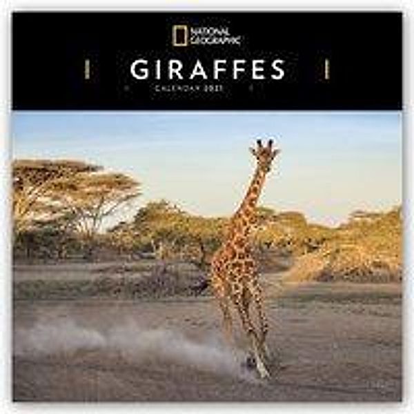 Giraffes - Giraffe - Giraffen 2021, Giraffes 2021