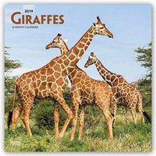 Giraffes - Giraffen 2019 - 18-Monatskalender