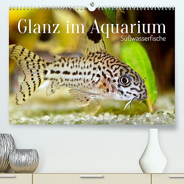 Glanz im Aquarium: Süßwasserfische (Premium, hochwertiger DIN A2 Wandkalender 2023, Kunstdruck in Hochglanz), Calvendo