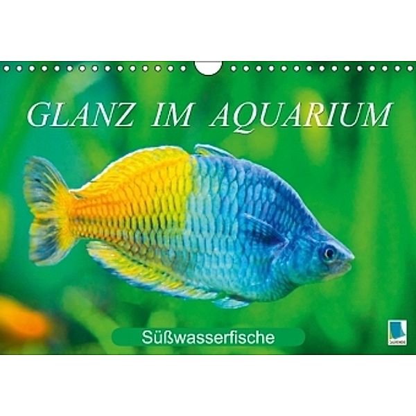 Glanz im Aquarium: Süßwasserfische (Wandkalender 2015 DIN A4 quer), Calvendo