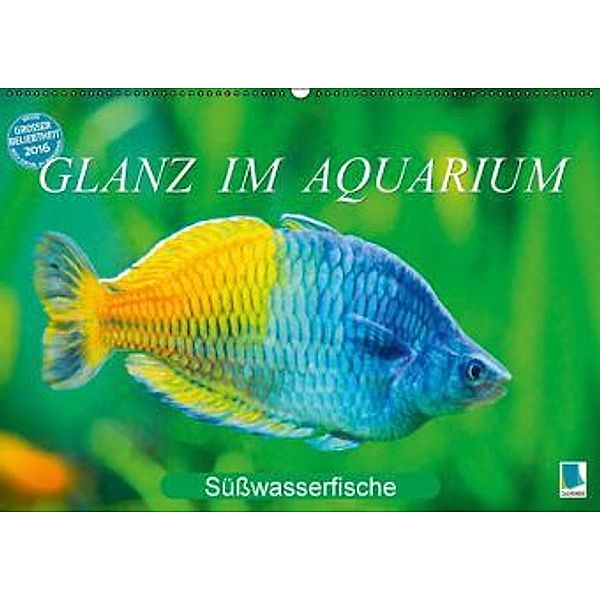 Glanz im Aquarium: Süßwasserfische (Wandkalender 2016 DIN A2 quer), Calvendo