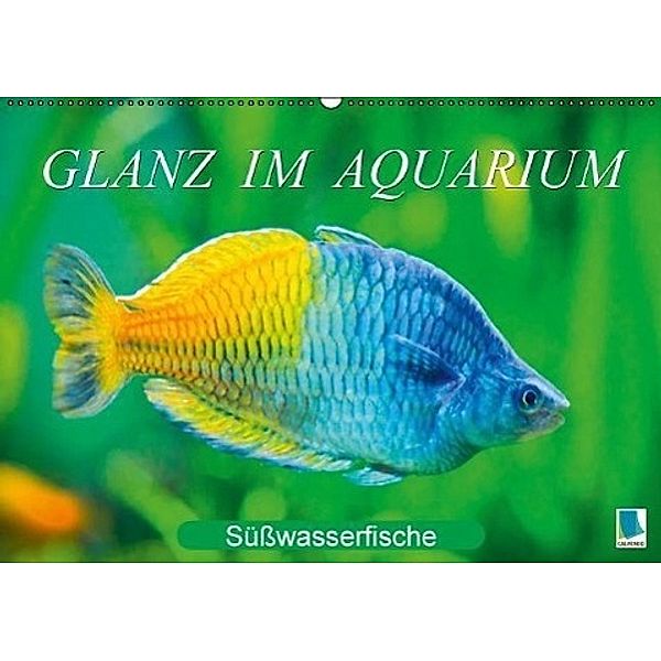 Glanz im Aquarium: Süßwasserfische (Wandkalender 2017 DIN A2 quer), Calvendo