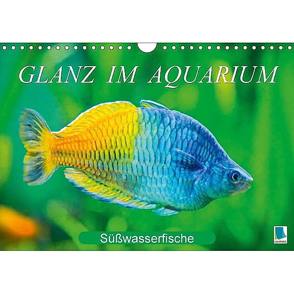 Glanz im Aquarium: Süßwasserfische (Wandkalender 2018 DIN A4 quer), Calvendo