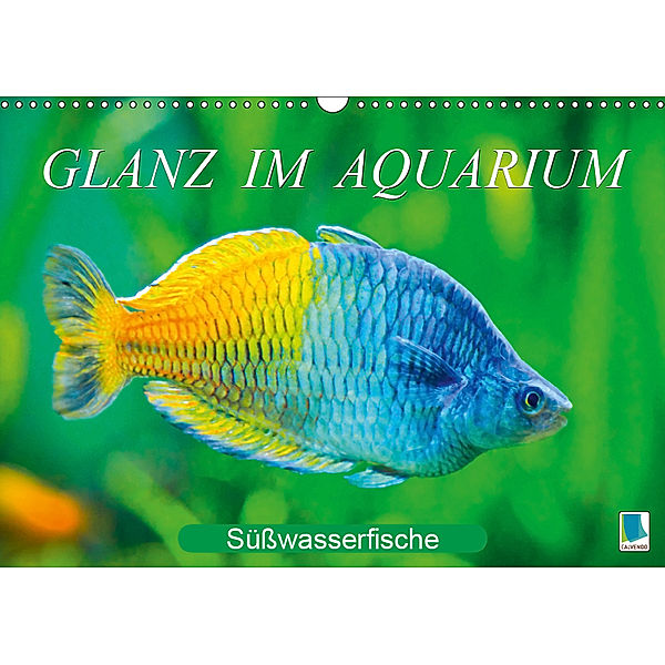 Glanz im Aquarium: Süßwasserfische (Wandkalender 2019 DIN A3 quer), Calvendo