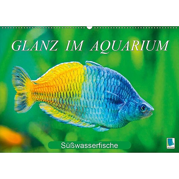 Glanz im Aquarium: Süßwasserfische (Wandkalender 2020 DIN A2 quer)